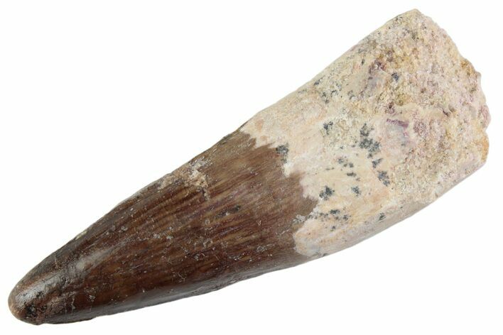 Fossil Spinosaurus Tooth - Real Dinosaur Tooth #367994